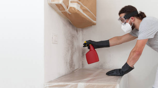 Basement Mold Remediation treatment on basement walls in Pine Brook